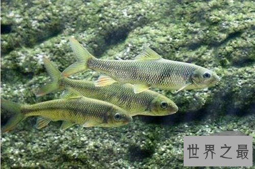 细鳞鱼价格有价无市，原因让人惊悚不已！