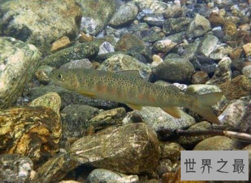 细鳞鱼价格有价无市，原因让人惊悚不已！