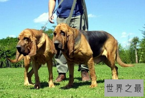 寻血猎犬追踪神犬，强大嗅觉非它莫属！