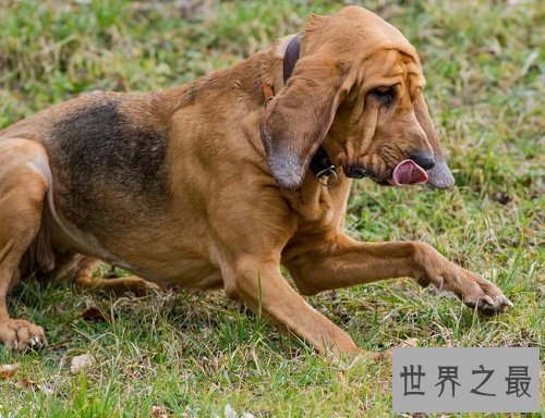 寻血猎犬追踪神犬，强大嗅觉非它莫属！