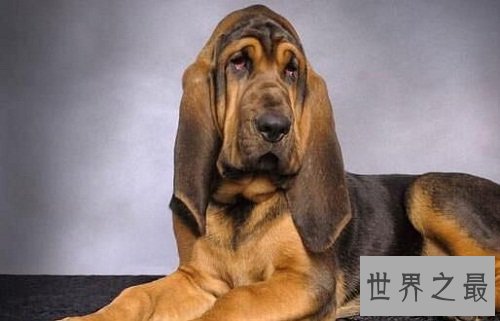 寻血猎犬追踪神犬，强大嗅觉非它莫属！