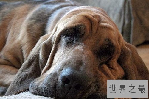 寻血猎犬追踪神犬，强大嗅觉非它莫属！