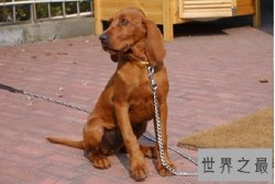 寻血猎犬追踪神犬，强大嗅觉非它莫属！