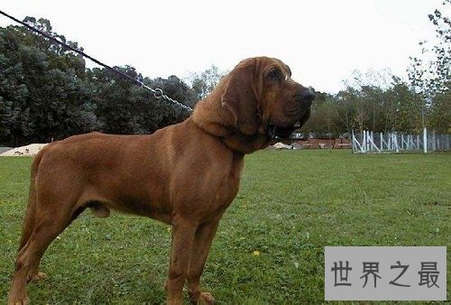 寻血猎犬追踪神犬，强大嗅觉非它莫属！