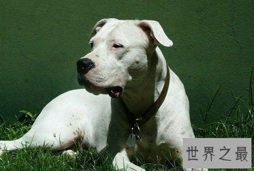 阿根廷杜高犬的来历你知道吗？创造者居然是这两兄弟！