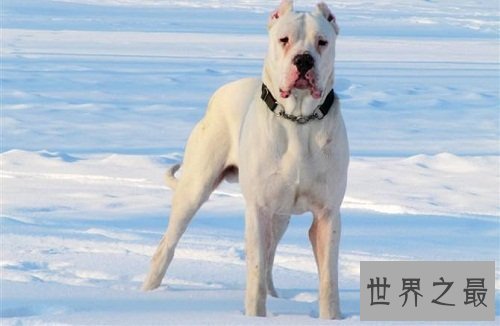 阿根廷杜高犬的来历你知道吗？创造者居然是这两兄弟！