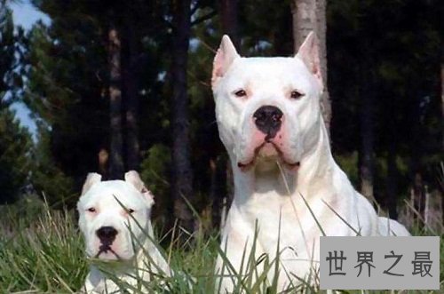 阿根廷杜高犬的来历你知道吗？创造者居然是这两兄弟！