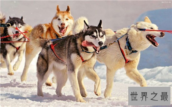 雪橇三傻皆是工作犬，哈士奇堪称三傻中的最傻