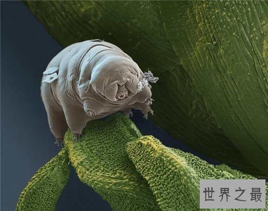 水熊虫的危害，平常的食物中也有可能出现水熊虫