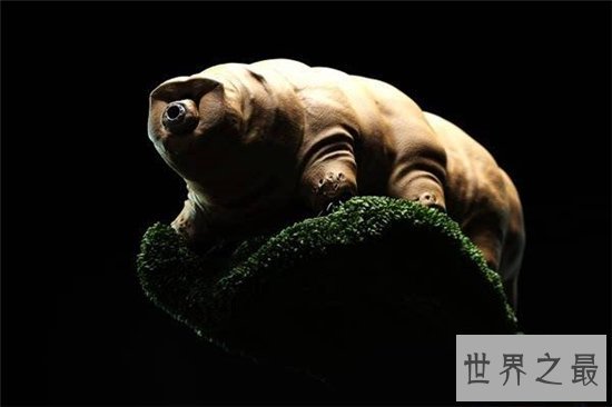 水熊虫的危害，平常的食物中也有可能出现水熊虫