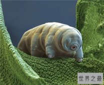 水熊虫的危害，平常的食物中也有可能出现水熊虫