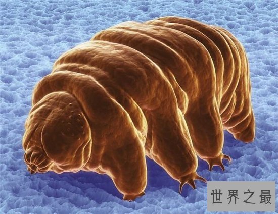 水熊虫的危害，平常的食物中也有可能出现水熊虫