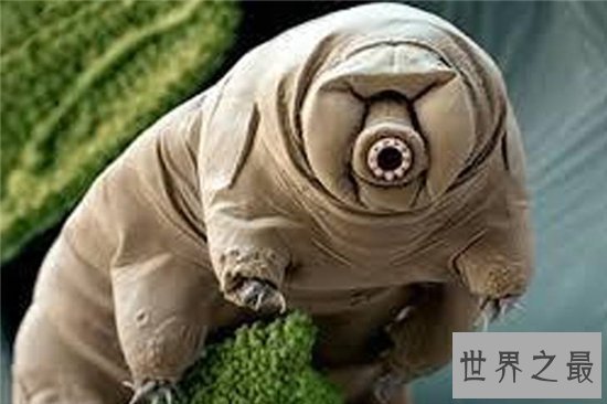 水熊虫的危害，平常的食物中也有可能出现水熊虫