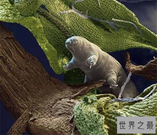 水熊虫的危害，平常的食物中也有可能出现水熊虫