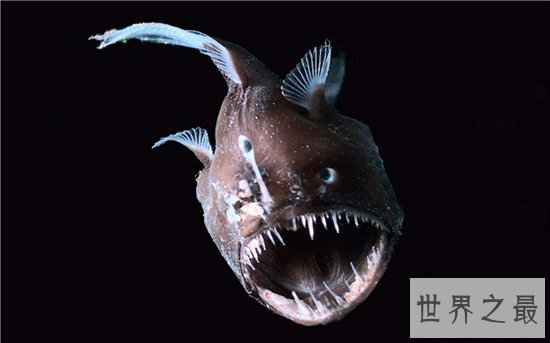深海琵琶鱼长相丑陋，能吃下比它大一倍的食物