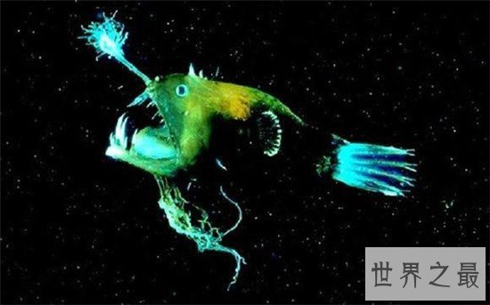 深海琵琶鱼长相丑陋，能吃下比它大一倍的食物