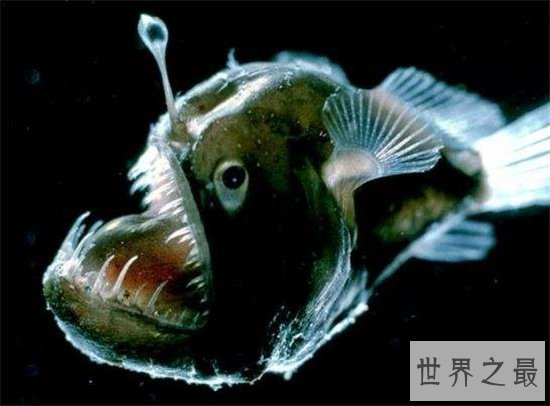 深海琵琶鱼长相丑陋，能吃下比它大一倍的食物