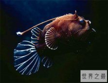 深海琵琶鱼长相丑陋，能吃下比它大一倍的食物