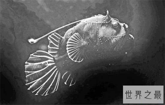 深海琵琶鱼长相丑陋，能吃下比它大一倍的食物