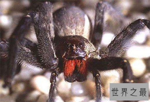 世界上最毒的动物Top10，澳洲箱形水母最为狠毒(30秒内死亡)