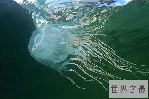 世界上最毒的动物Top10，澳洲箱形水母最为狠毒(30秒内死亡)