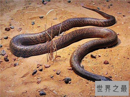 世界上最毒的动物Top10，澳洲箱形水母最为狠毒(30秒内死亡)