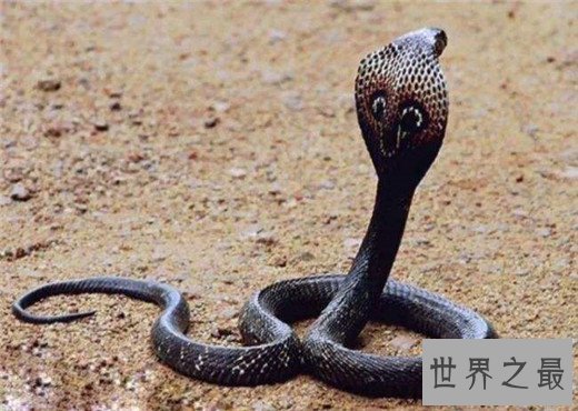 世界上最毒的动物Top10，澳洲箱形水母最为狠毒(30秒内死亡)