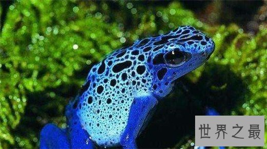 世界上最毒的动物Top10，澳洲箱形水母最为狠毒(30秒内死亡)