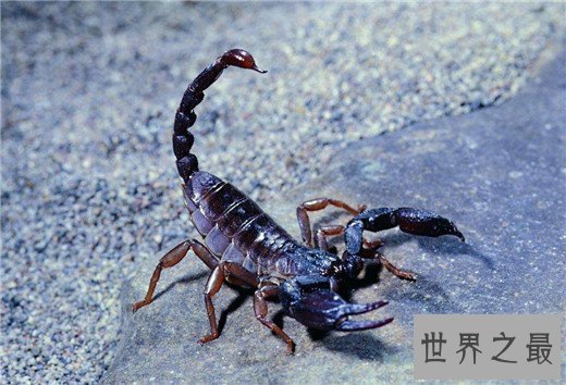 世界上最毒的动物Top10，澳洲箱形水母最为狠毒(30秒内死亡)