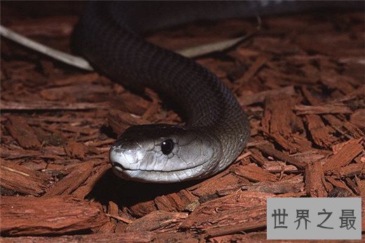 世界上最毒的动物Top10，澳洲箱形水母最为狠毒(30秒内死亡)