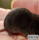 世界上最小的哺乳动物排行榜，世界上最小的哺乳动物哪个最小？