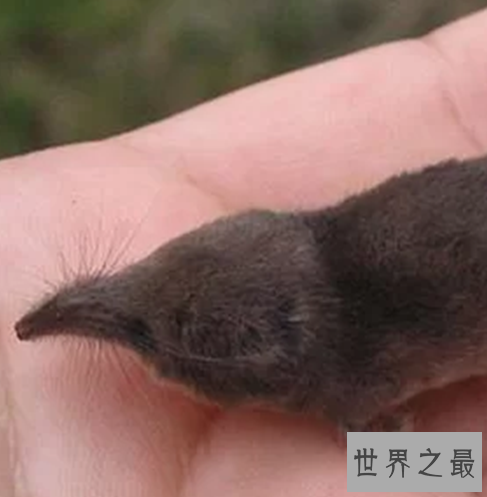 世界上最小的哺乳动物排行榜，世界上最小的哺乳动物哪个最小？