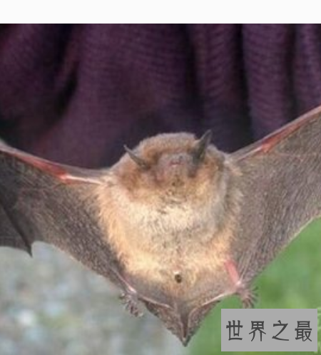 世界上最小的哺乳动物排行榜，世界上最小的哺乳动物哪个最小？