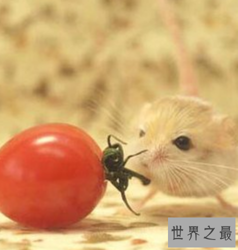 世界上最小的哺乳动物排行榜，世界上最小的哺乳动物哪个最小？