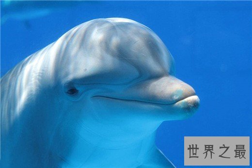 世界上最聪明的动物排名，猪排进前十