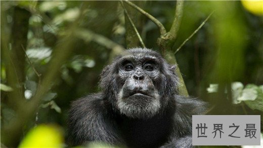 世界上最聪明的动物排名，猪排进前十