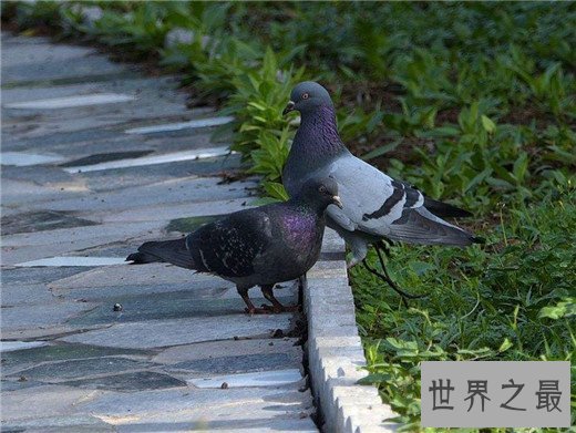 世界上最聪明的动物排名，猪排进前十