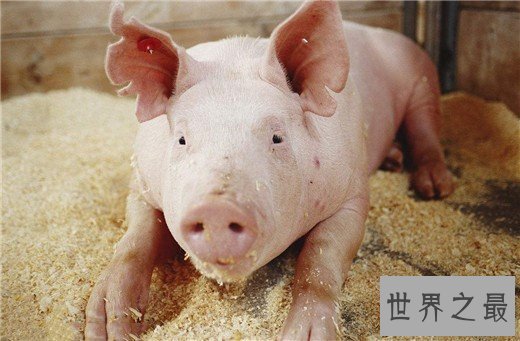 世界上最聪明的动物排名，猪排进前十