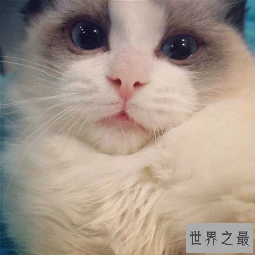 世界上最聪明的动物排名，猪排进前十