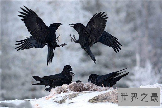 世界上最聪明的动物排名，猪排进前十