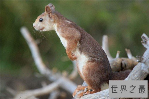 世界上最聪明的动物排名，猪排进前十