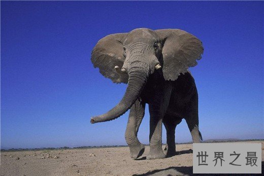 世界上最聪明的动物排名，猪排进前十