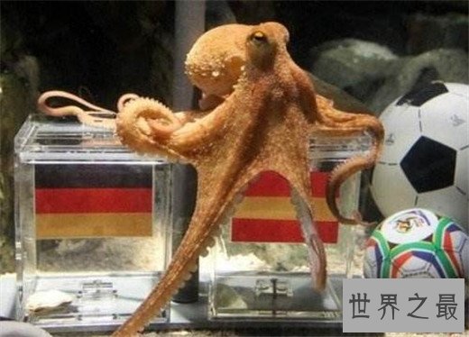 世界上最聪明的动物排名，猪排进前十