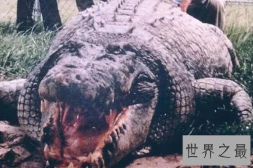 世界上最大的鳄鱼Top10，第一大鳄鱼Kalia两千斤重！