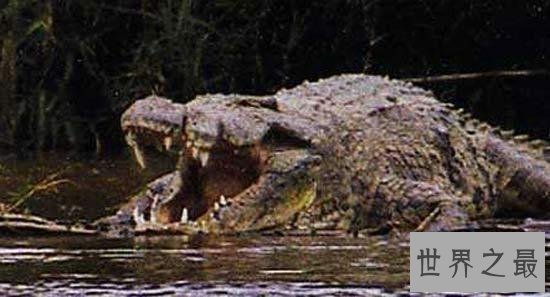 世界上最大的鳄鱼Top10，第一大鳄鱼Kalia两千斤重！