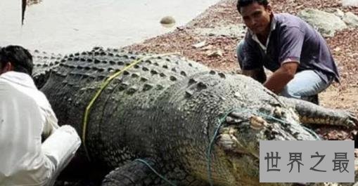 世界上最大的鳄鱼Top10，第一大鳄鱼Kalia两千斤重！