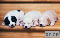 十种有趣的动物，世界各地都非常喜爱中国国宝大熊猫