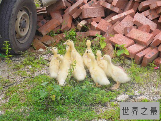 十种有趣的动物，世界各地都非常喜爱中国国宝大熊猫