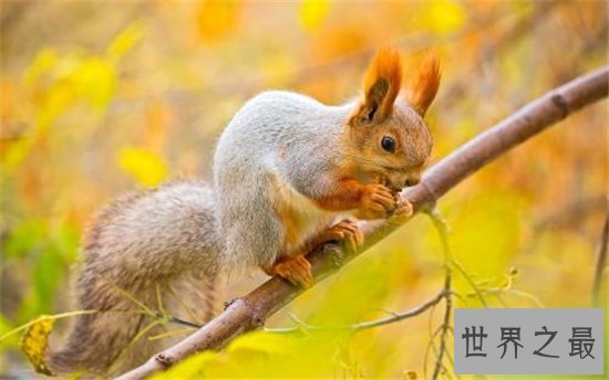 十种有趣的动物，世界各地都非常喜爱中国国宝大熊猫