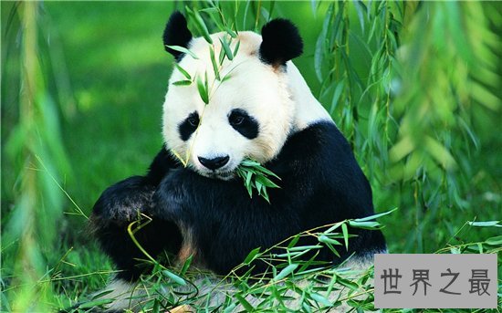 十种有趣的动物，世界各地都非常喜爱中国国宝大熊猫